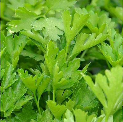 Evotris Seeds Parsley 15gr Platyphyllos