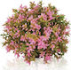 Oase biOrb Flower Ball Aquarium Dekor Künstliche Pflanze 62478