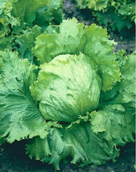 Iceberg Lettuce Seed 1 gr (12731) - Semi-early variety, with tight, crispy green leaves