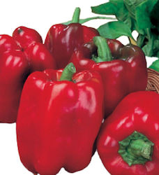 Seed Pepper Flaskia Red 0,5gr - (12762)Variety semi-ripe, red at maturity with a fleshy (medium thickness), square fruit of intense red colour, with sweet flesh. Ideal for stuffing, salads and pizza