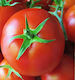 Seed Tomato Pomodoro Saint Pierre 1gr- A late and climbing variety, the plants are vigorous, medium-growing plants with concentrated foliage.  The fruits are large in size, from 250 to 300 g, very juicy and tasty. Very productive (12795)