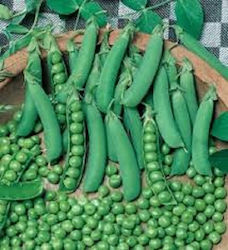 Pea seed Progreess No9 Extra 250 gr. Medium fresh. Ideal for cultivation in autumn - winter and early spring. Plant height 46-60 cm.