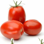 Industrial Tomato Seed RIO GRANDE - (SEKOVE) 5gr (about 1700 seeds)