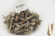 Faitakis Pack Decorative Element for Wedding Favors Beige Decorative Narrow Seashells No18 0.5kg 1pcs
