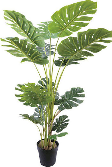 Monstera În Ghiveci Marhome Monstera În Ghiveci Marhome