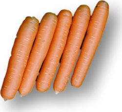 Carrot Phoenix F1 | 100000 seeds