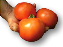 Tomato Alliance F1 | 1000 Seeds