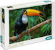 Tukan Vogel Puzzle 2D 500 Teile