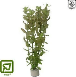 Tropica Bacopa Caroliniana Bunched Plantă acvatică vie Bacopa 043BDT