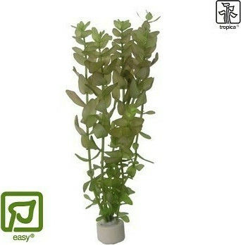 Tropica Bacopa Caroliniana Bunched