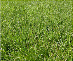 Fine Lawn Festuca Arundinacea Grass