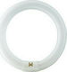 Ledvance Fluorescent Lamp for Socket G10Q with Shape T9 22W 216mm