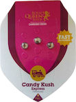 Royal Queen Seeds -Candy Kush Express - 3 seeds