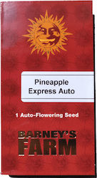 Barneys - Pineapple Express Auto - 1 seed