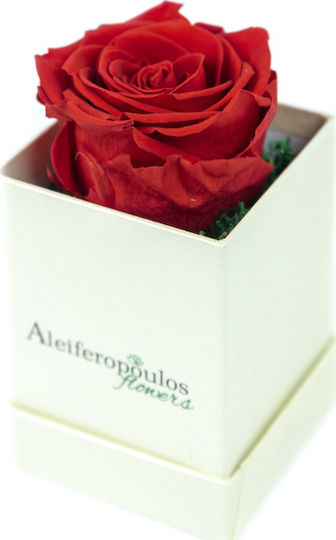 Пантотино Роза в Кутия Aleiferopoulos Flowers Пантотино Роза в Кутия Aleiferopoulos Flowers