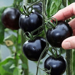 Γενική Φυτοτεχνική Αθηνών Seeds Tomatoς 20pcs