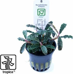 Tropica Bucephalandra Kedagang Plantă acvatică ...
