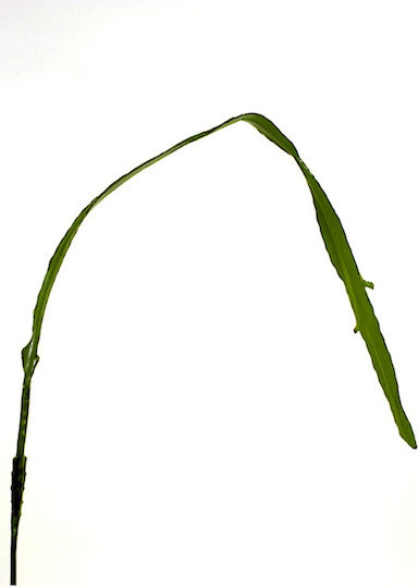 Изкуствен декоративен клон Кактус Green 195см Zaros