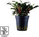 Tropica Bucephalandra Sp. Ζωντανό Φυτό Ενυδρείου Bucephalandra
