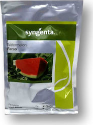 Watermelon Farao | 1000 Seeds