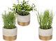 Artificial Plant in Small Pot Blue 16cm Next