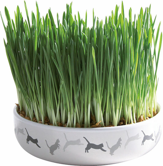 Trixie Grass Plate Ceramic 15x4cm for Adult Cats 50g