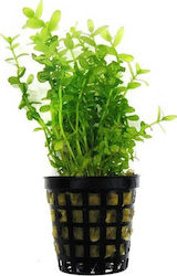 SonGrow Bacopa Caroliniana Lemon Bacopa