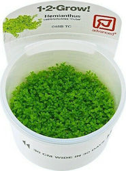 Tropica 1-2-Grow! Hemianthus Cuba Live Aquarium Plant 50164