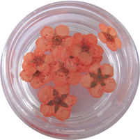 AGC Αποξηραμένα Λουλούδια Decorations for Nails in Orange Color 40502001-2