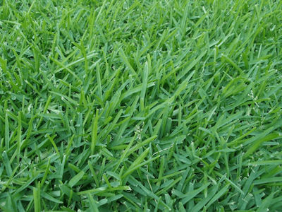 Pennisetum Clandestinum Seeds Grass Kikougiou 200gr