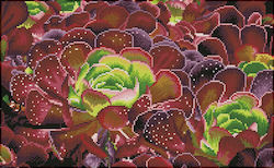 Diamond Dotz Canvas Diamond Painting Kit Mosaic - Succulents