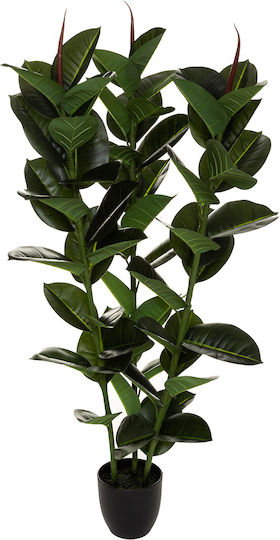 Outdoor Ficus Black Atmosphera
