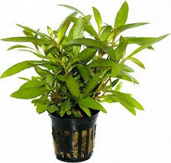 Tropica Hygrophila Siamensis