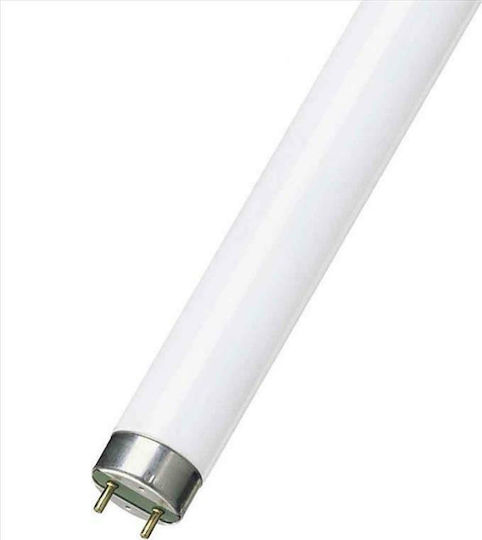 Fluorescent Lamp with Shape T8 15W