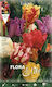 Gemma Bulbs Tulipς Yellow 10pcs