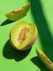 Hazera Seeds Melon Lavigal Yellow 500pcs