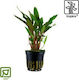 Tropica Cryptocoryne Beckettii Petchii Potted Ζωντανό Φυτό Ενυδρείου Cryptocoryne Nevilli