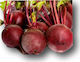 Hazera Seeds Beetroot Detroit 500gr/3pcs