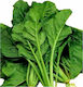Evotris Seeds White Beet Green 25gr