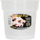 Growth Technology Orchid Ghiveci Plastic 13x13cm.