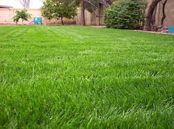 Γκαζόν Αγριάδα-ουγκάντα Bermuda Grass