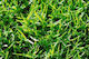Evotris 21 Villa Seeds Scutch Grass 1.0kg