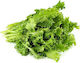 Geniki Fytotechniki Athinon Samen Endivie (Cichorium) Romanesca 500gr