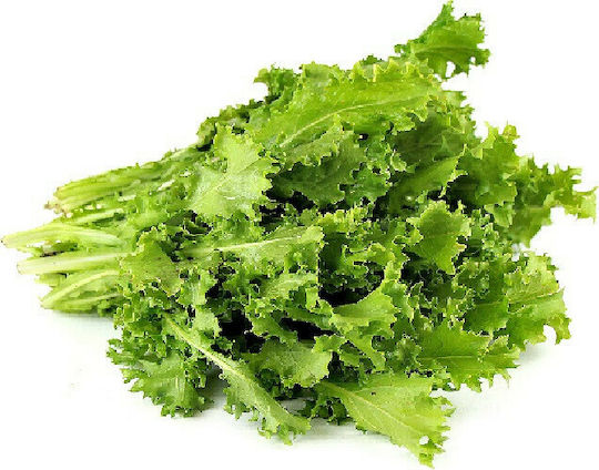 Geniki Fytotechniki Athinon Samen Endivie (Cichorium) Romanesca 500gr