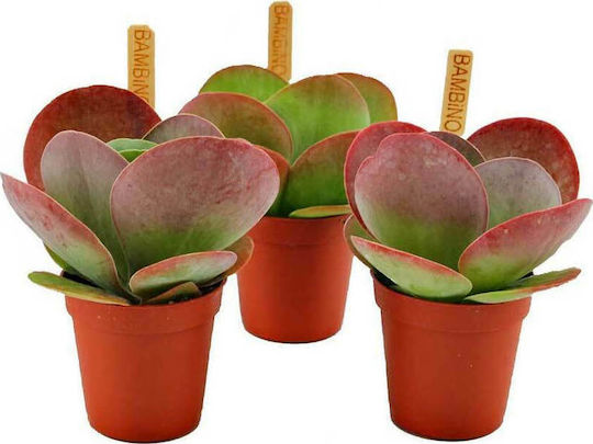 Kalanchoe Thyrsiflora 5.5cm