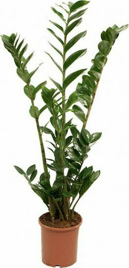 Agrosmart Παχύφυτο Zamioculcas Zamiifolia Εσωτερικού Χώρου Ύψους 90εκ.