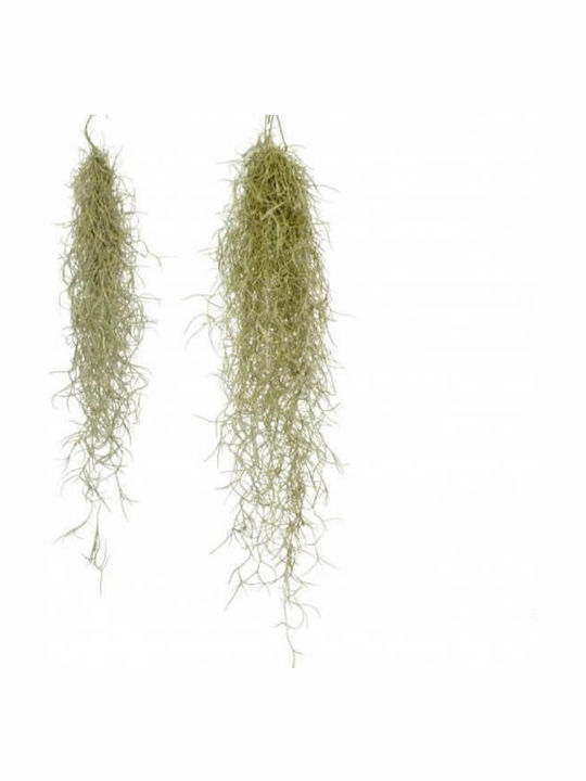 Αερόφυτο Tillandsia Usneoides Εσωτερικού Χώρου AP033