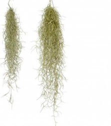 Αερόφυτο Tillandsia Usneoides Εσωτερικού Χώρου Terrarium Αερόφυτο Tillandsia Usneoides Εσωτερικού Χώρου Terrarium