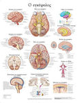 Ανατομικός Χάρτης: Ο Εγκέφαλος