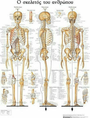 Ανατομικός Χάρτης: Ο Σκελετός του Ανθρώπου